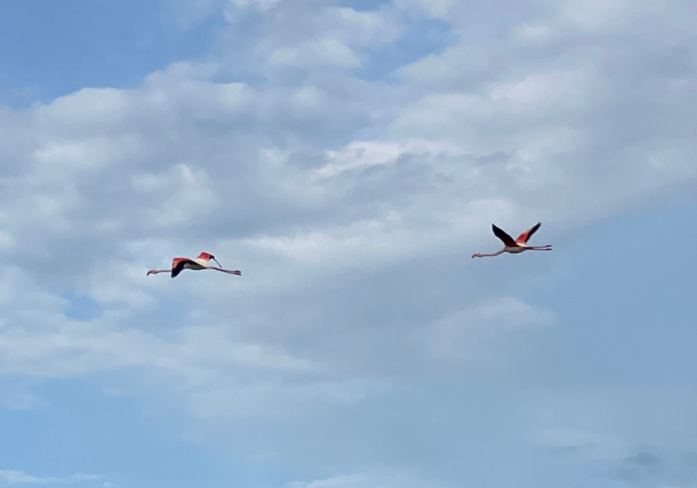 Two flamingos flying right-to-left against light clouds. They are gangly, with their necks held a long way out in front and their feet sticking a long way out behind.