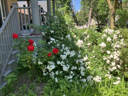 A large rosebush covered with small white roses. To the left is a smaller, spindlier shrub with deep red roses.